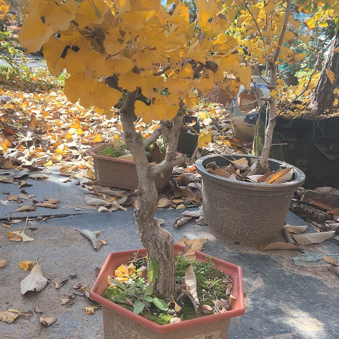 ***无花朵银杏盆景带盆