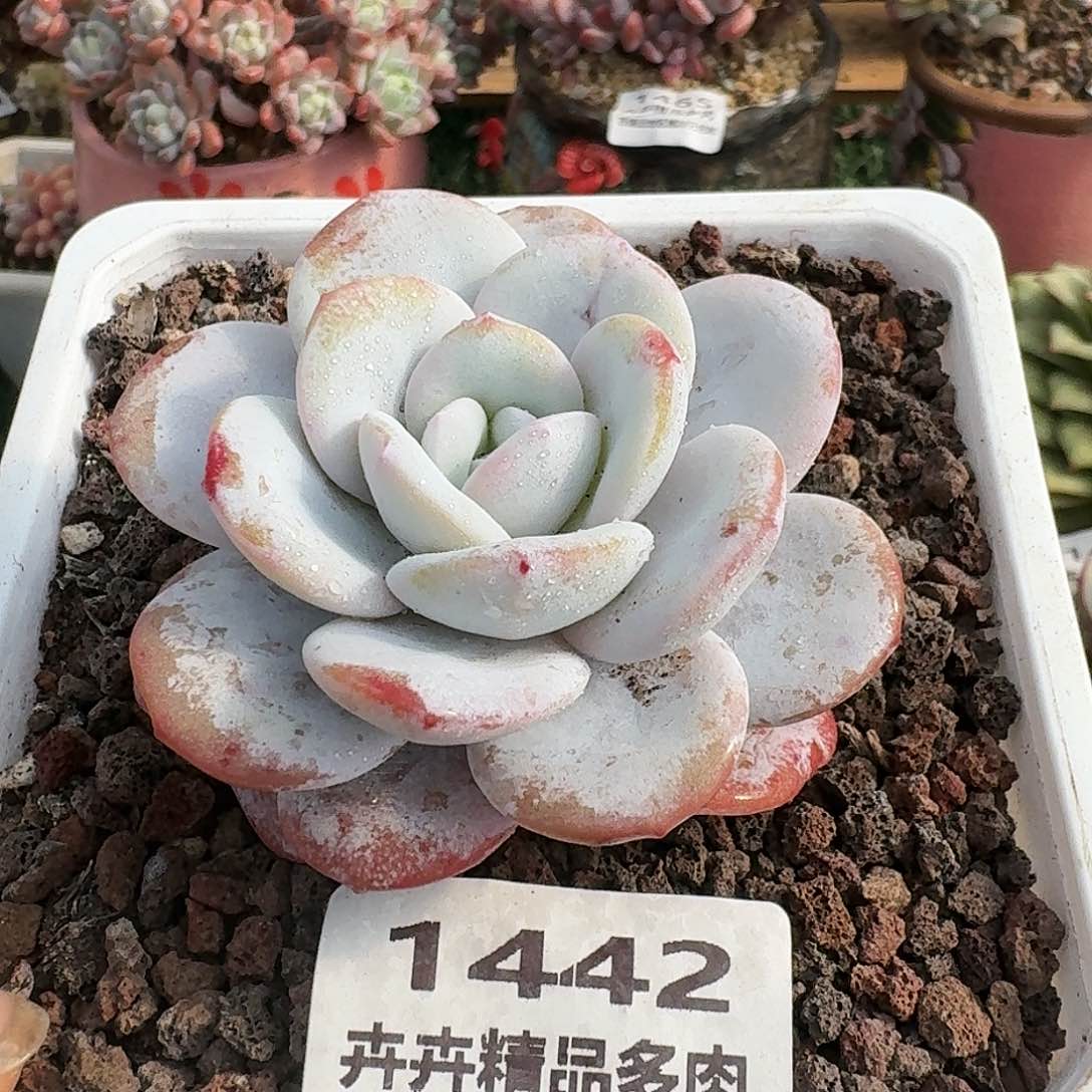 1442一物一拍（28包邮/l