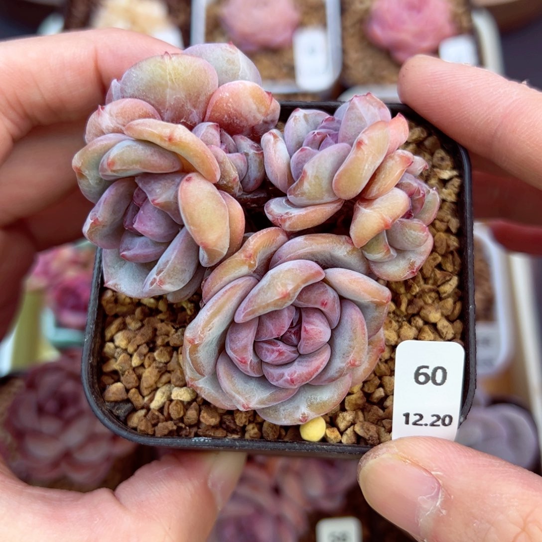 好好看60、哈哈哈哈