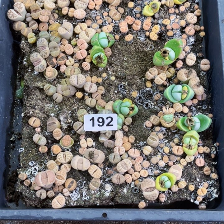 192 生石花一物一图如图带盆