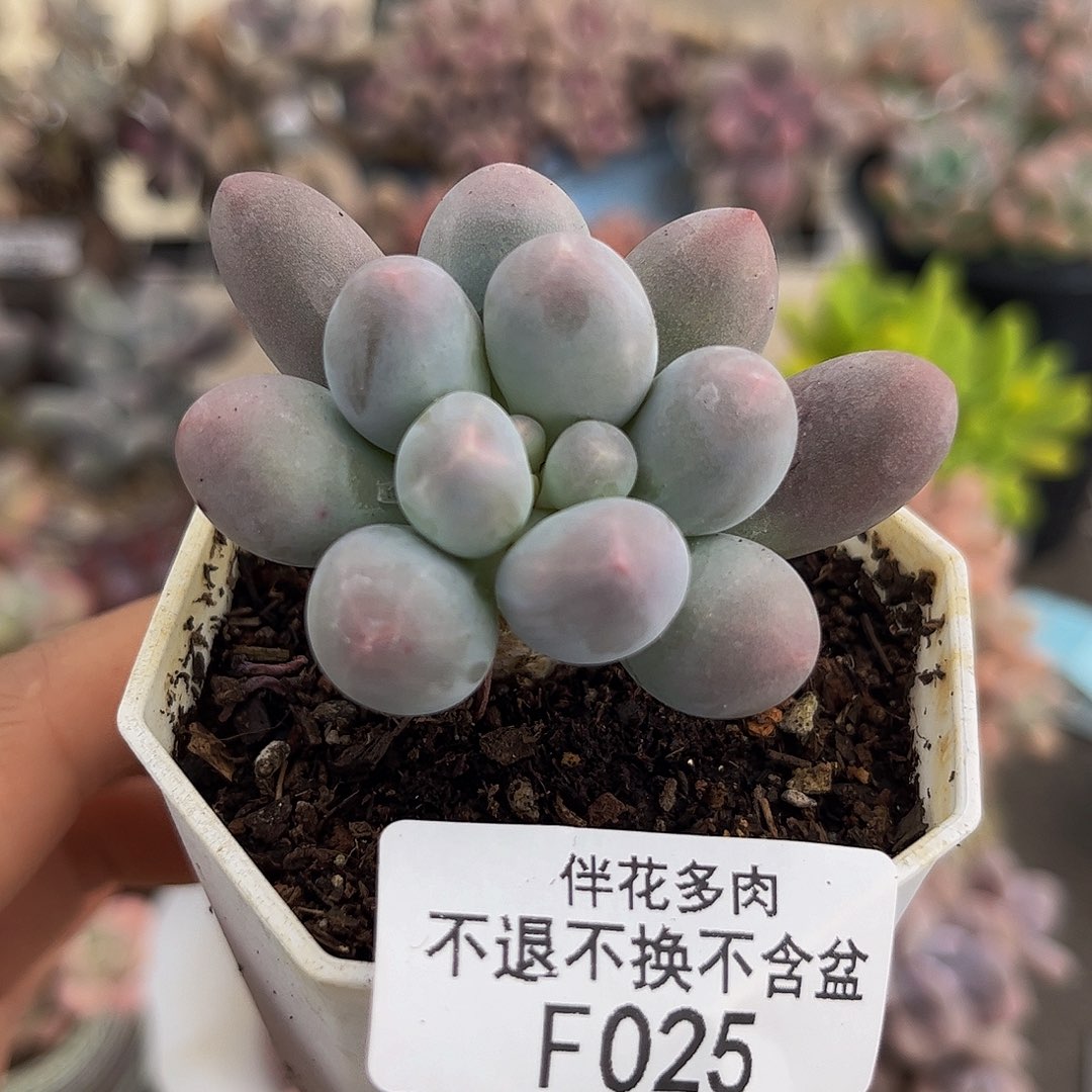 025-香水手指奶多肉4cm