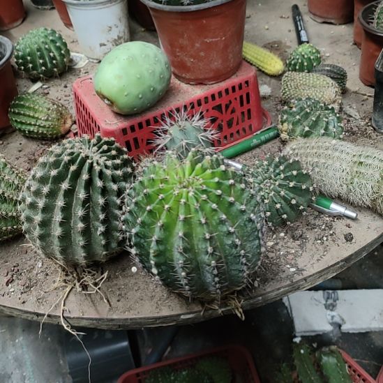 仙人球彩草歌谣带根