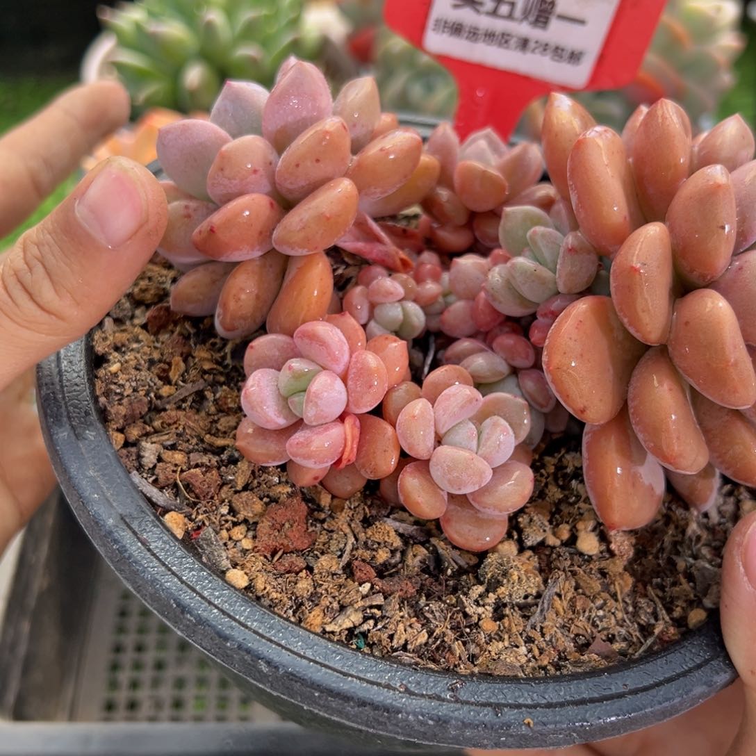 表妹精品多肉1434.