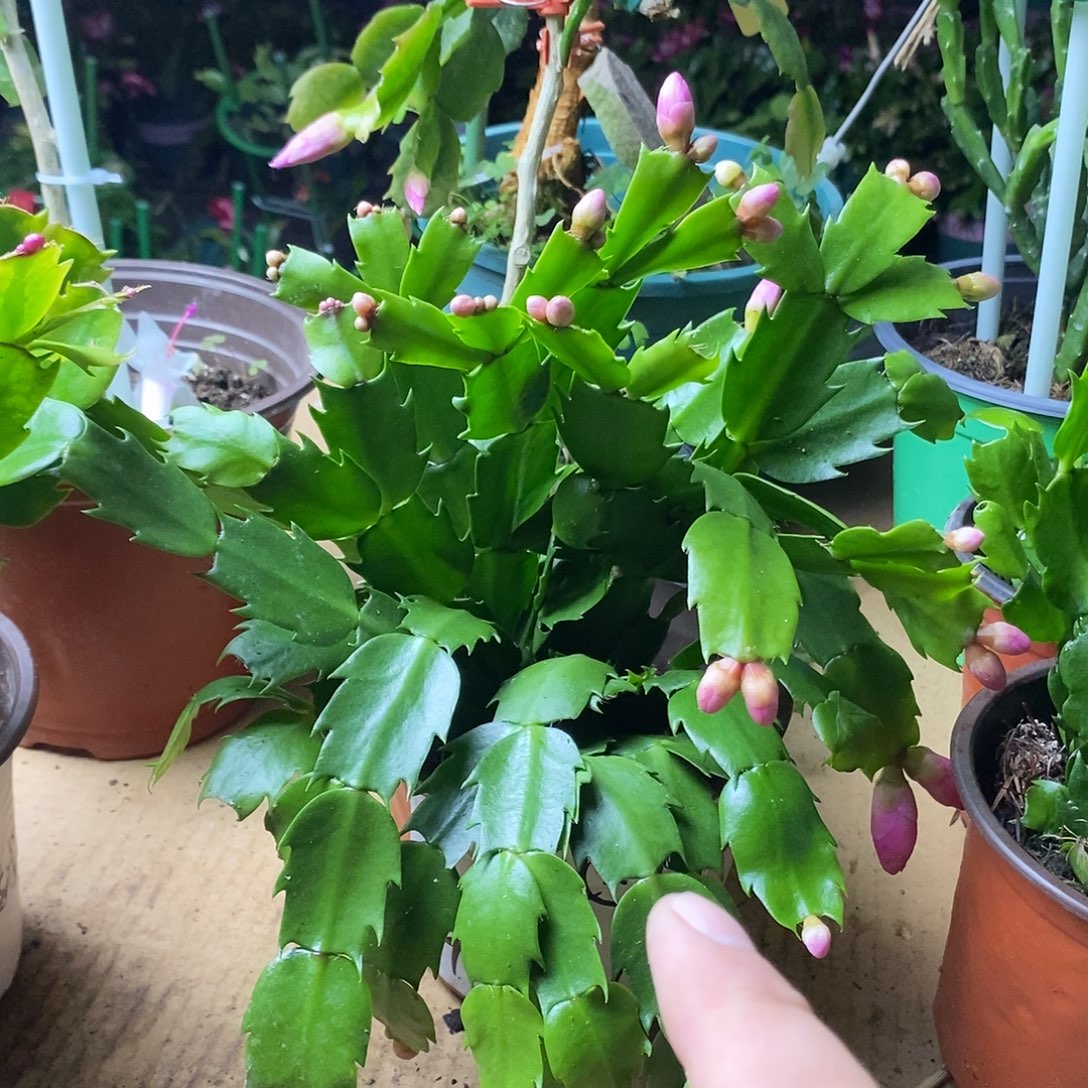 全部花朵粉色小盆福利