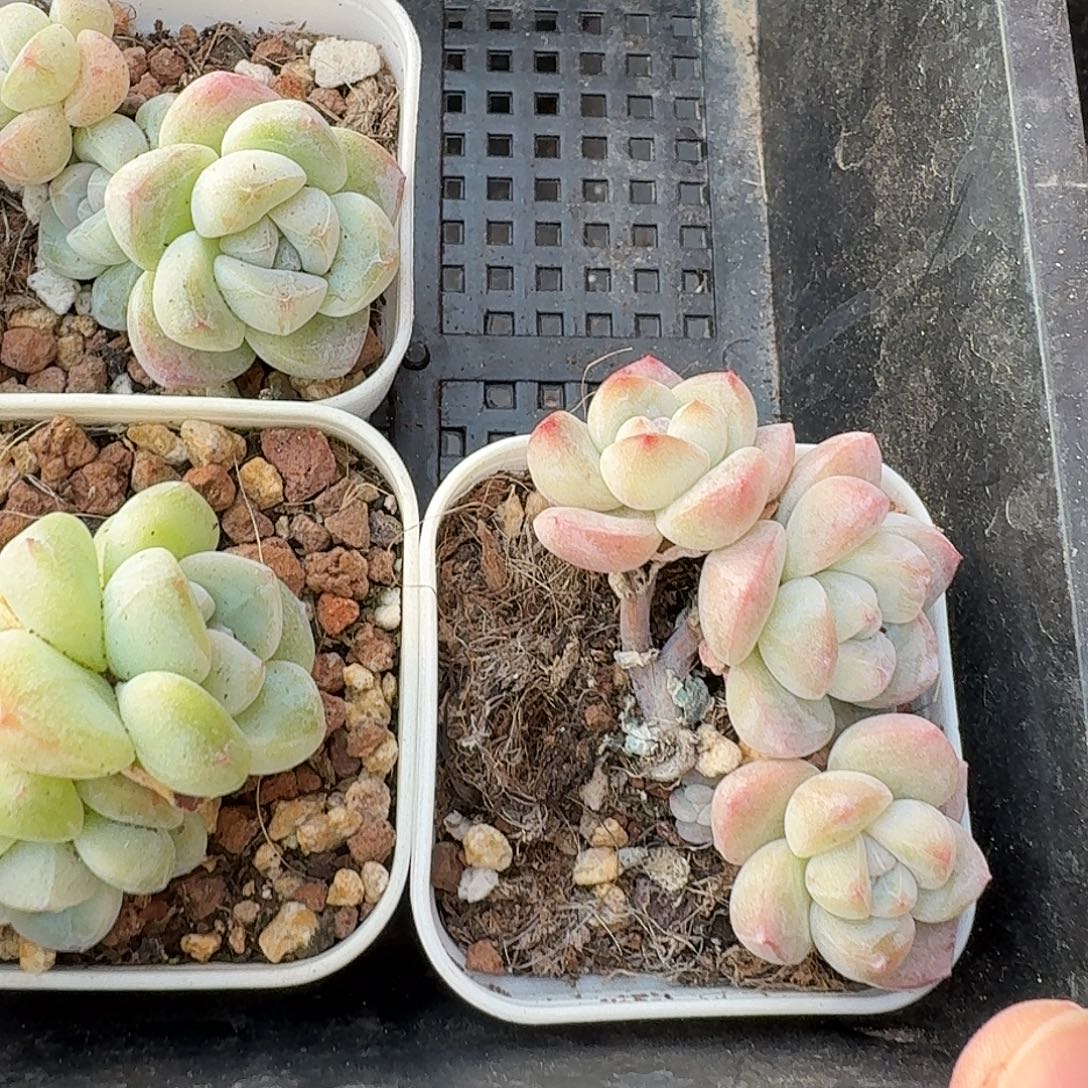 33 号到手1框，江北多肉