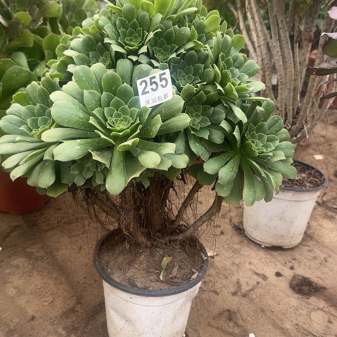 255单颗包邮。              