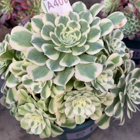 400绿豆沙25厘米左右