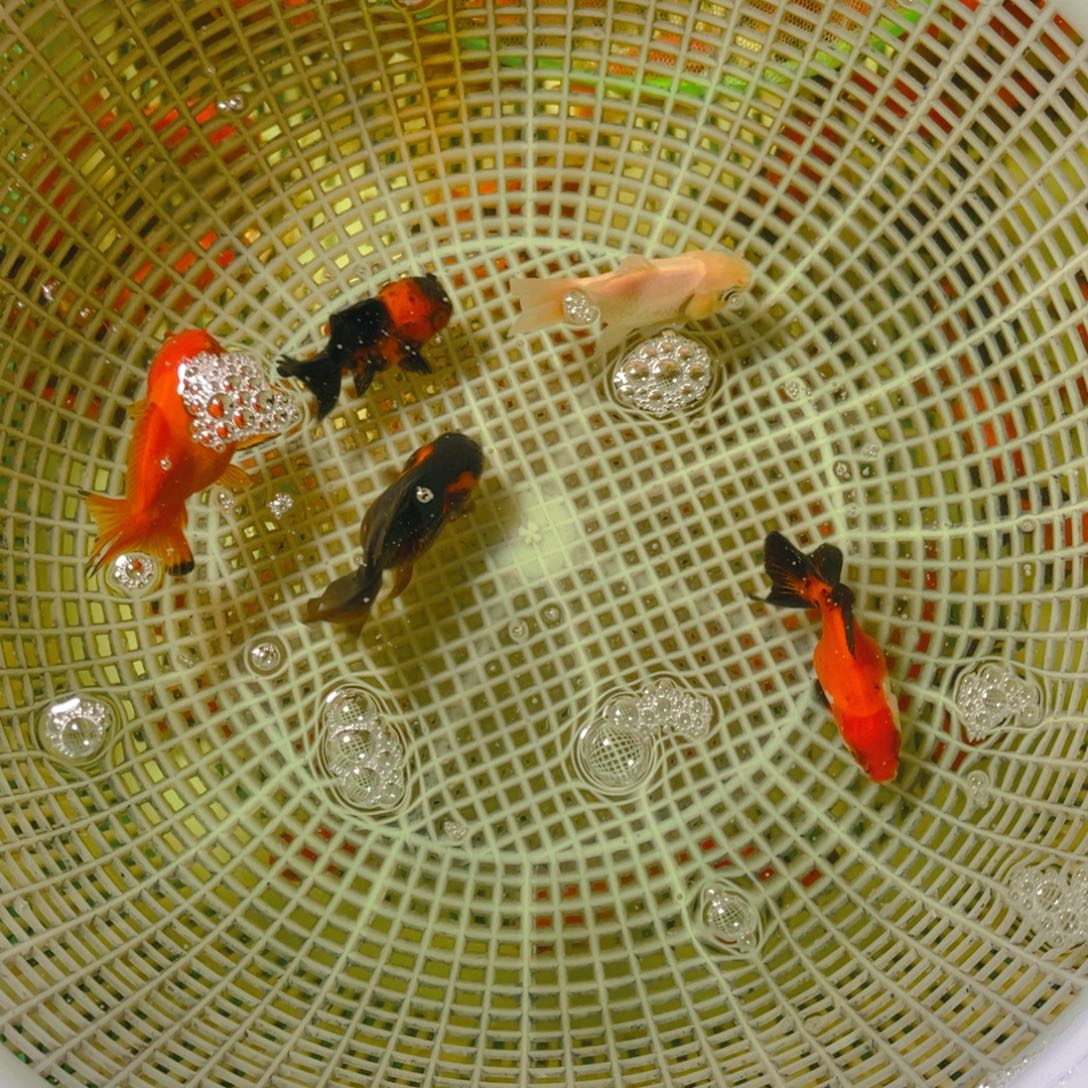 海水鱼花泰狮金鱼16号