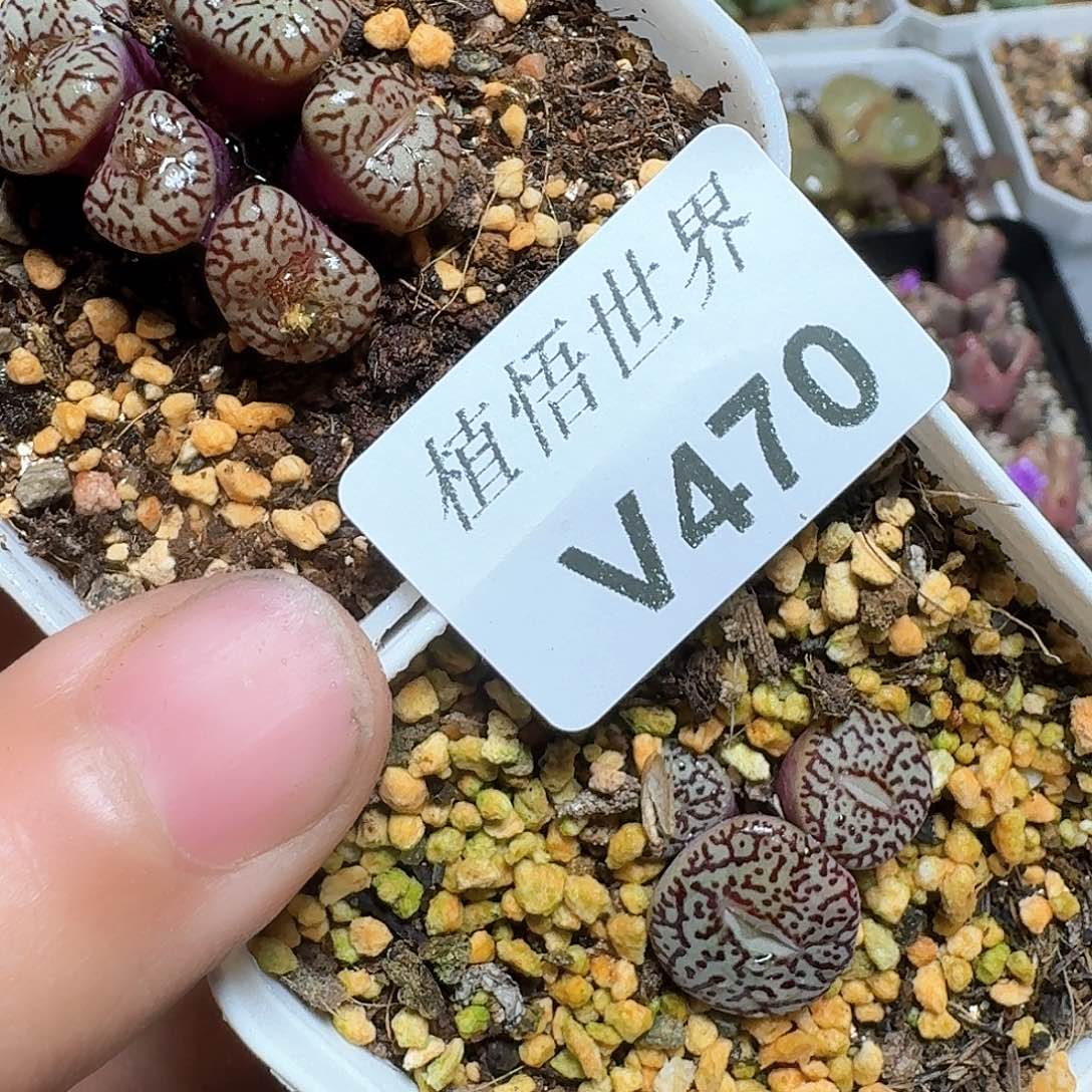 470号多肉植物哇d c