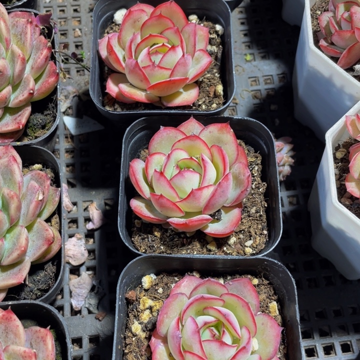 单头牡丹亭带盆土发