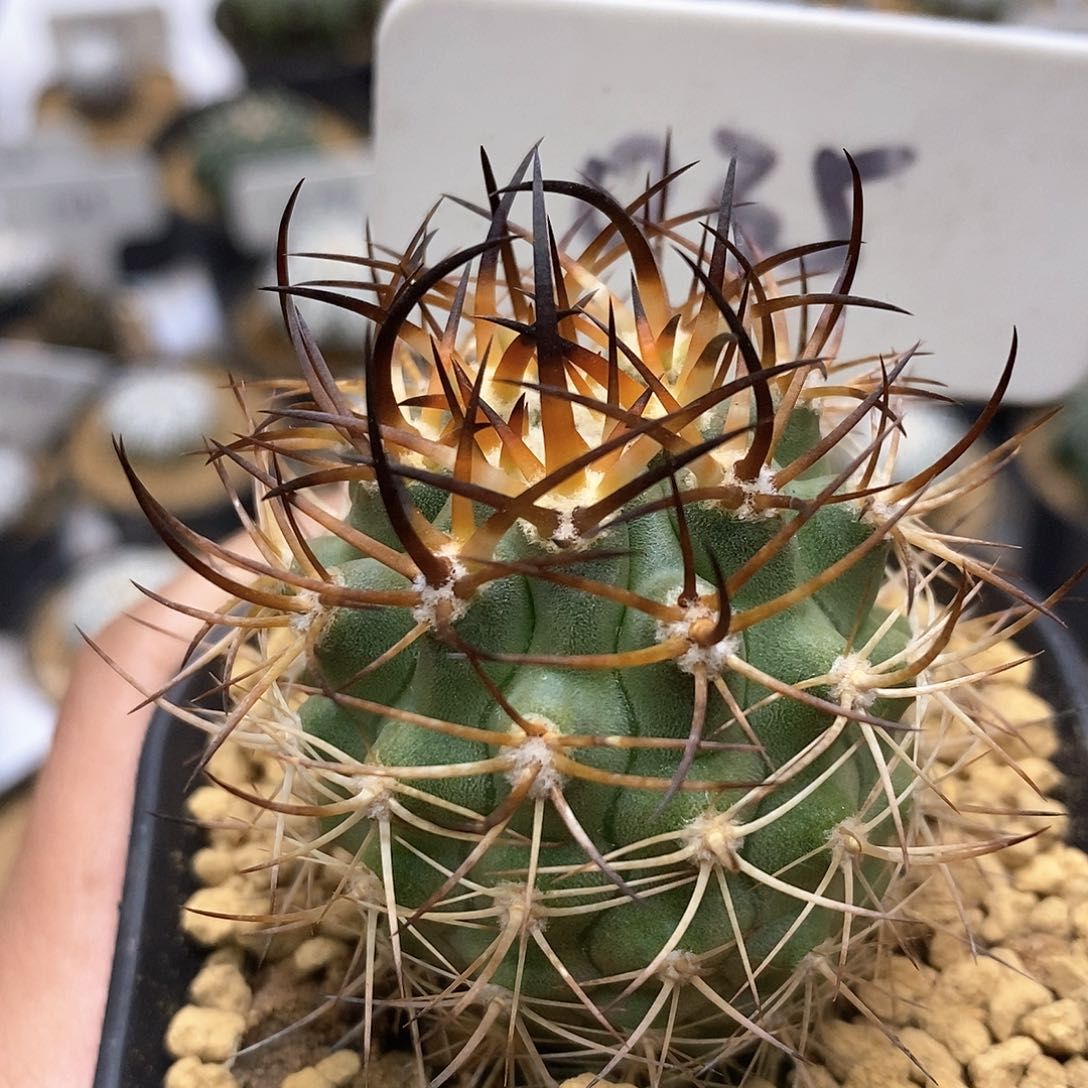 开播后不久他便在节目