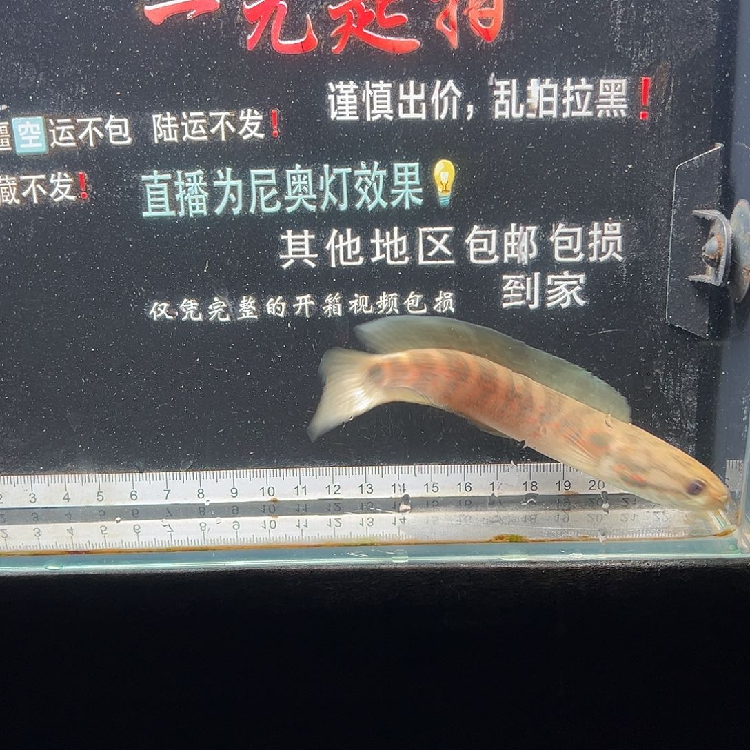 雷龙鱼七星雷龙七星雷龙