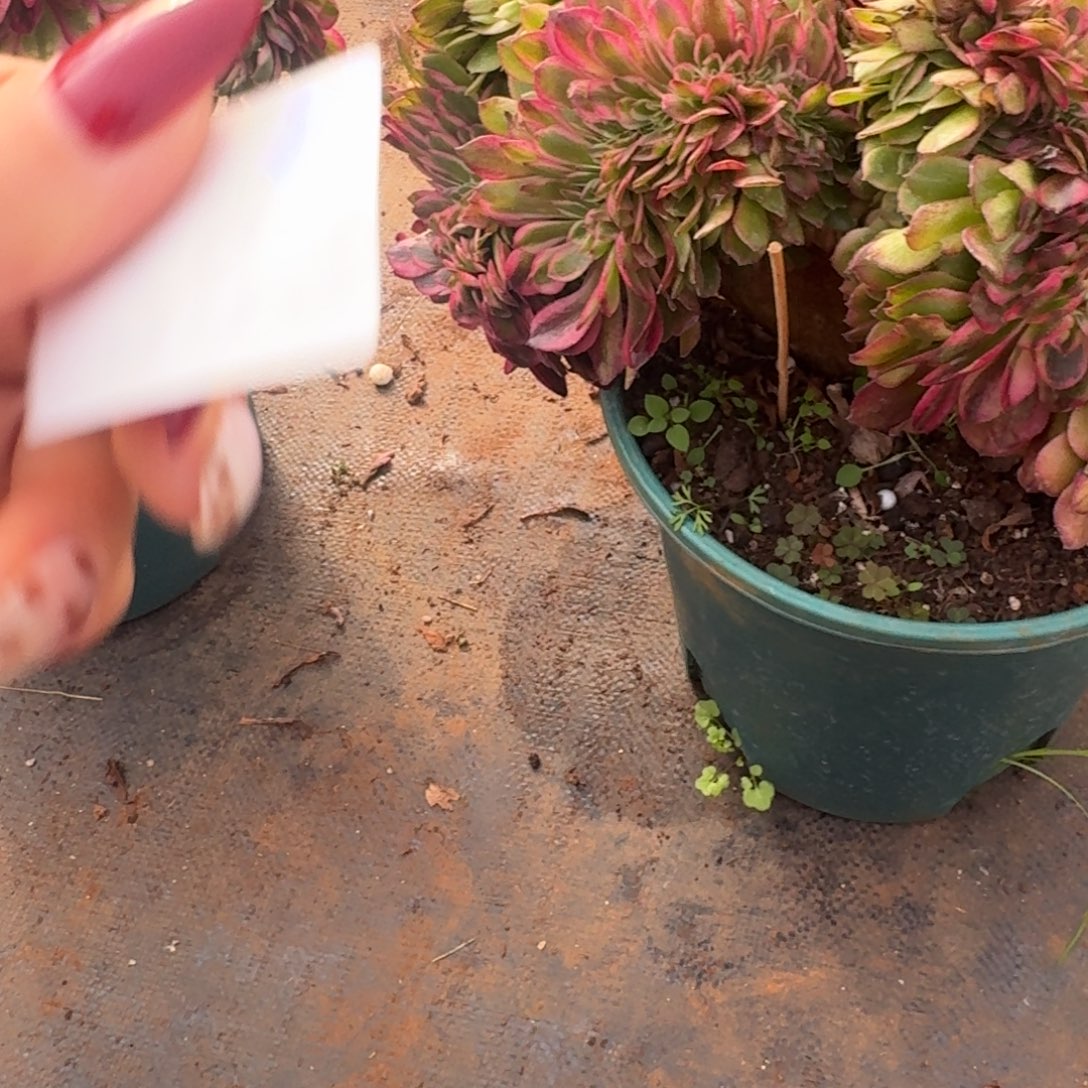 *****283荔枝缀化多肉植物满28包邮