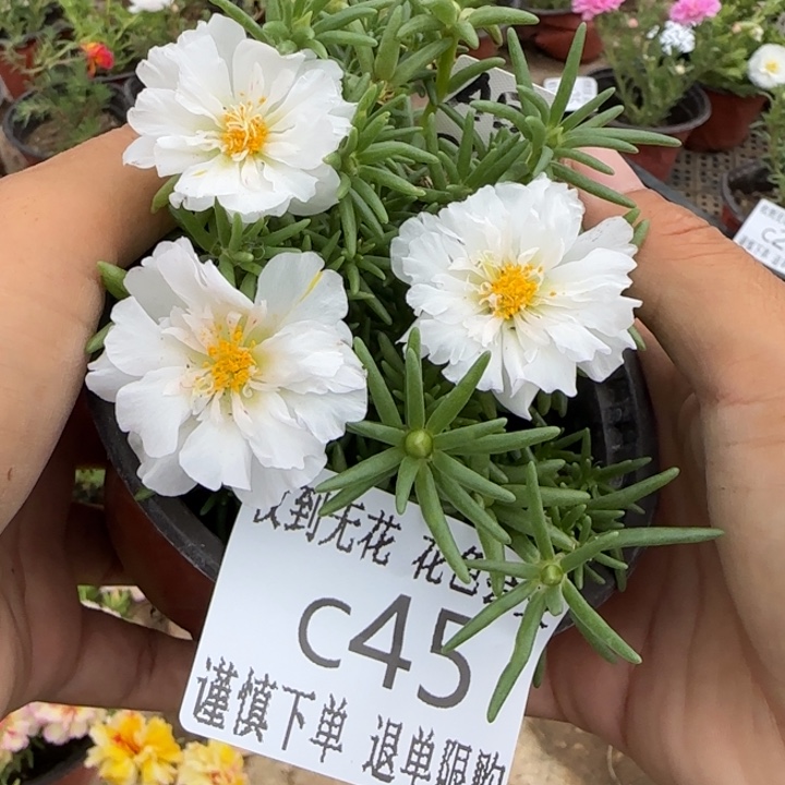 无花朵C045超小苗盆口10cm