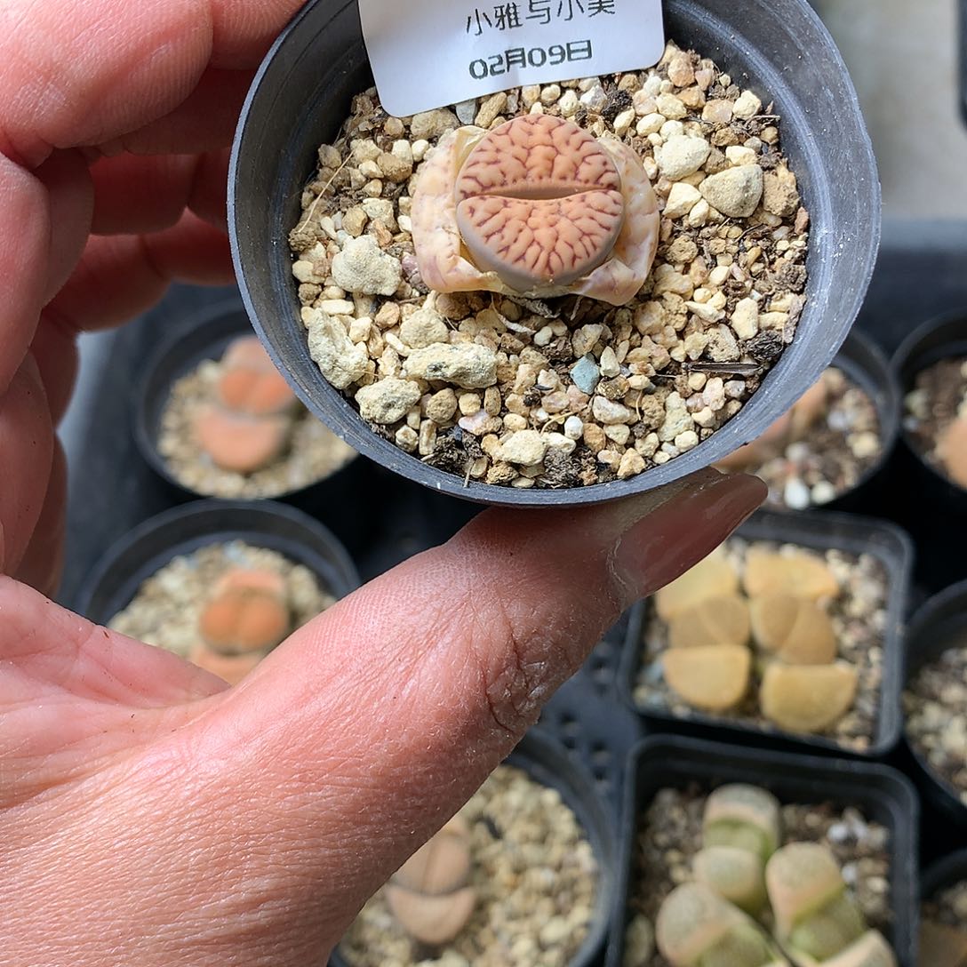 G377多肉植物保护