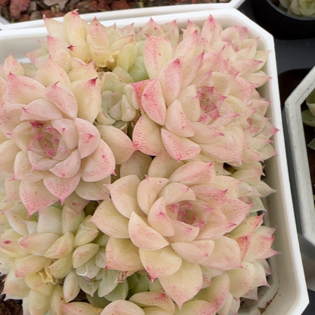 花语逸镜0204-219散