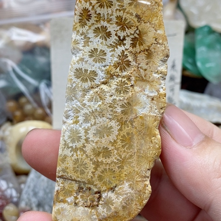 硅化珊瑚（珊瑚玉）未镶嵌颈饰