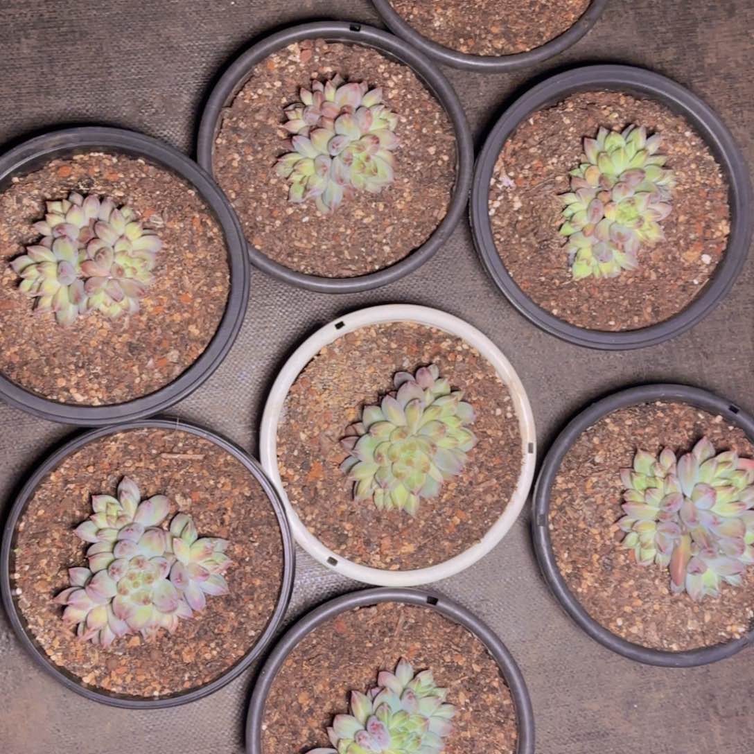 重楼福利1111111111111