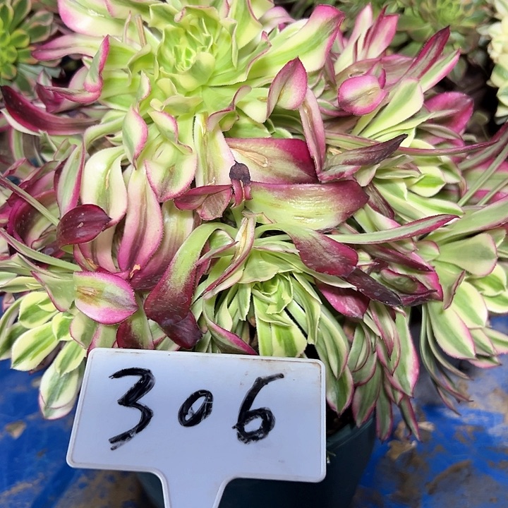 多肉植物天河法师