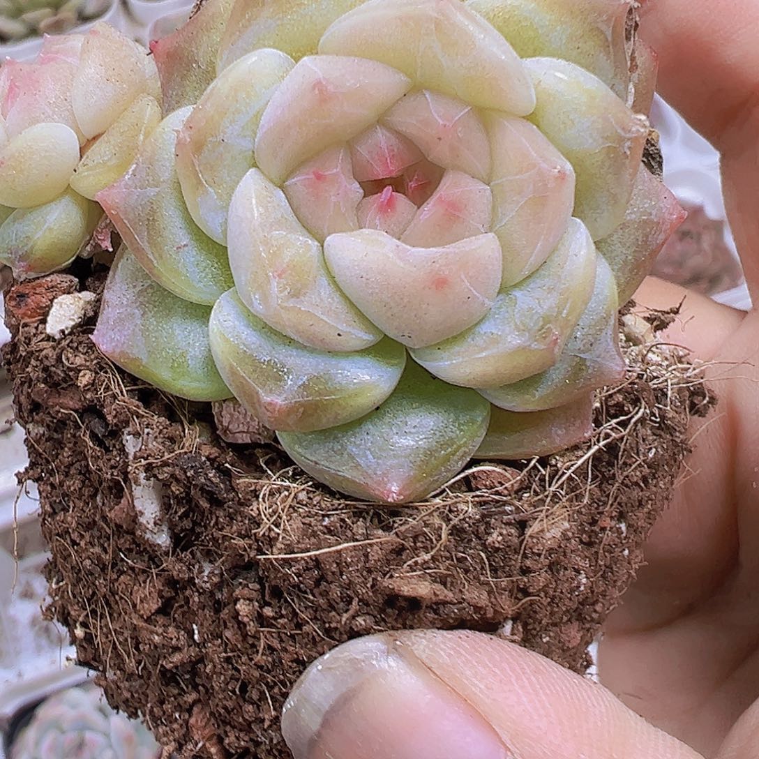 双头冰沙珍妮19包邮