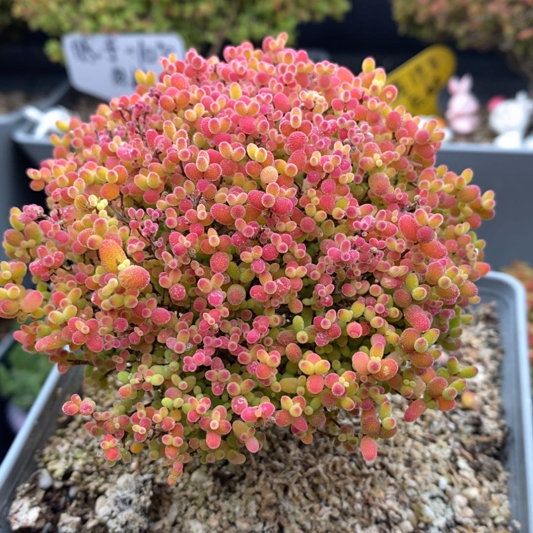 无花朵16号蜜橘糖球（新年浮力）