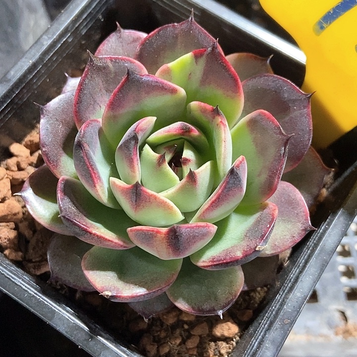 多肉植物720多肉