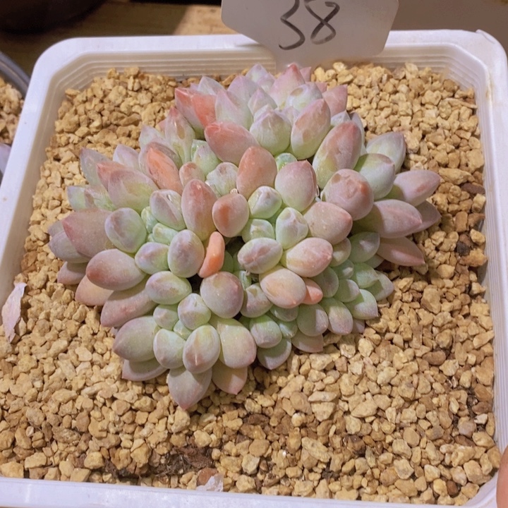 这么多事要等下星期