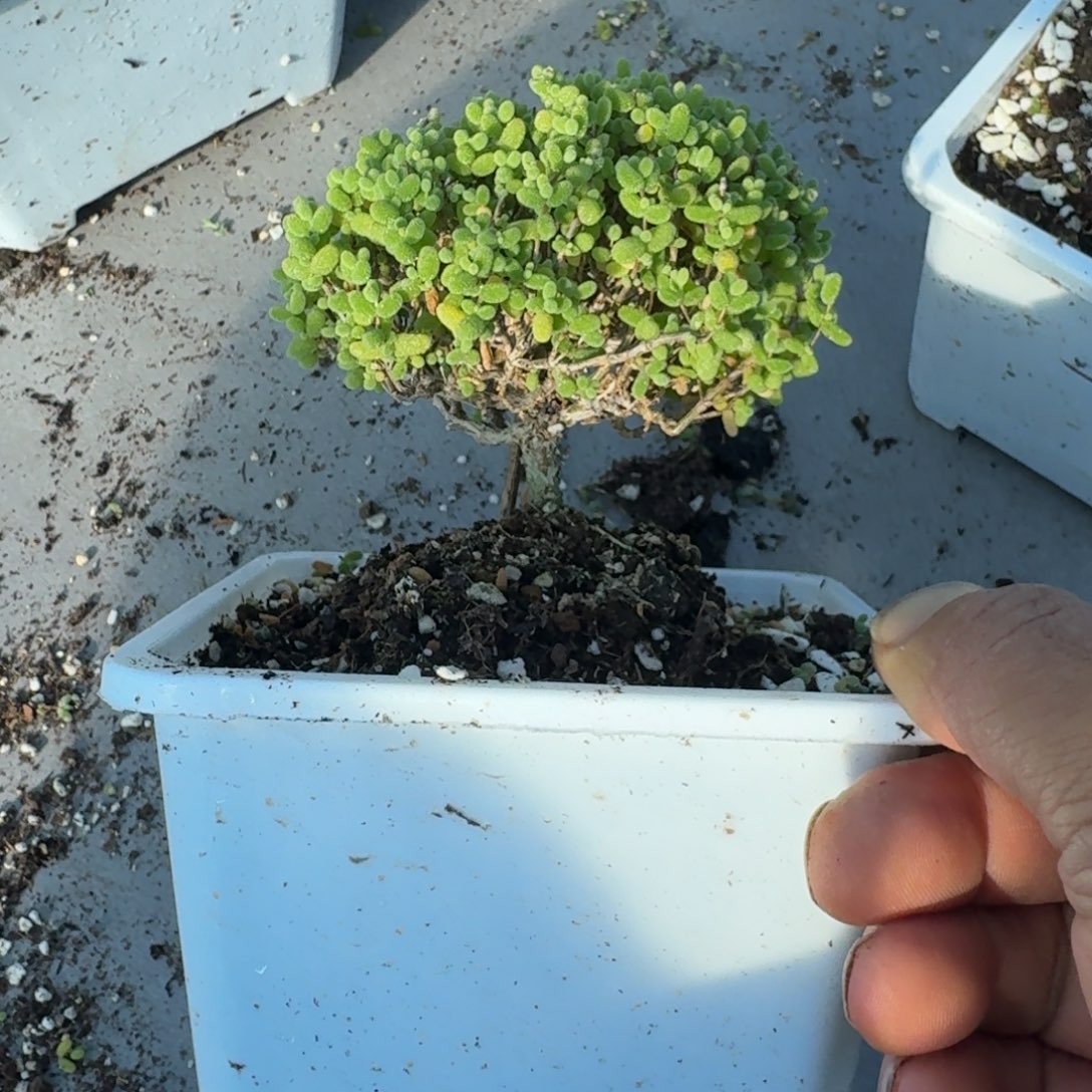 老桩金橘带盆带土发