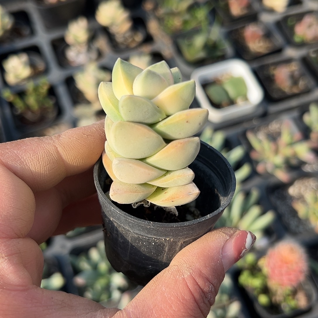 多肉植物纪之川锦