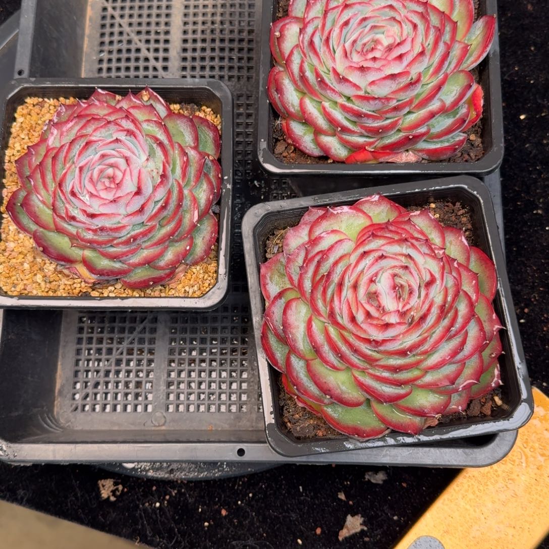 从前慢多肉精选编号1210.单头侧影