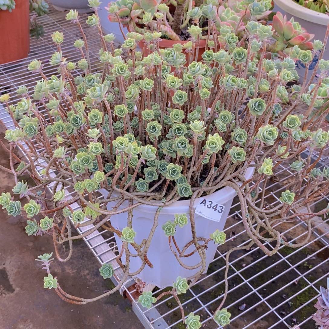 福***宝343小球玫瑰一物一拍