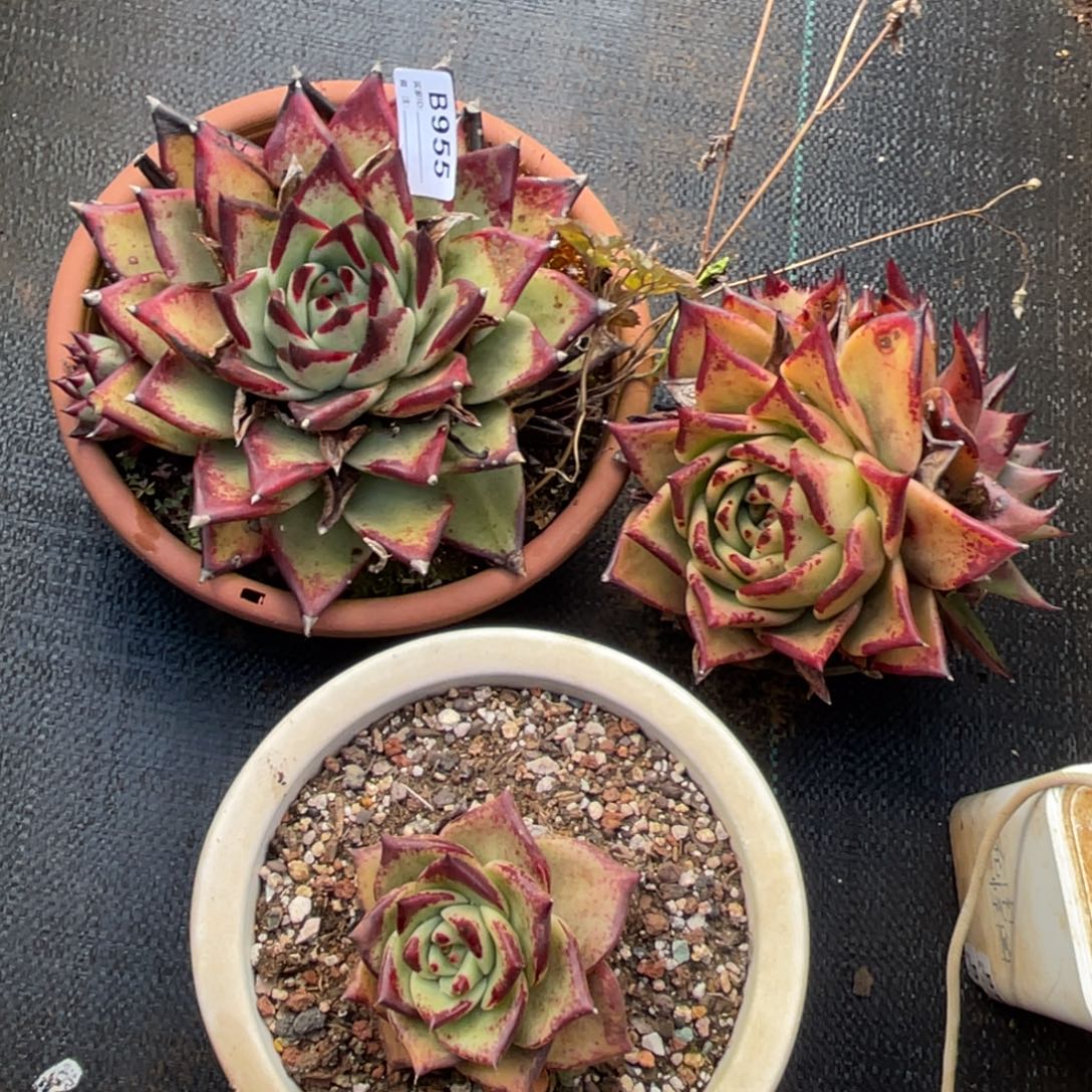 无花朵若如东云组拍B955