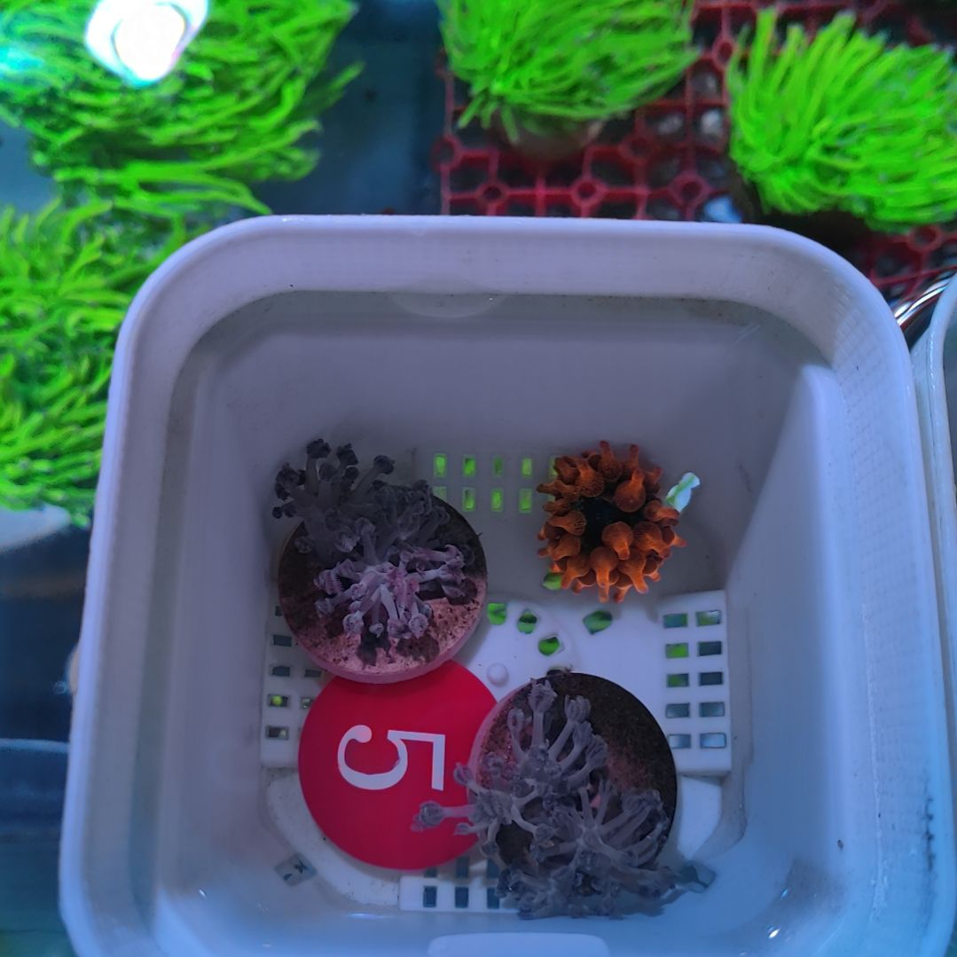 【坚持专属】5号 24k金火柴1 闪千手2 小体大奶嘴1