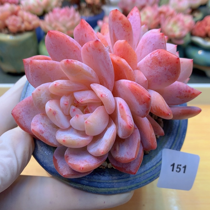 一物一拍满38包邮 151