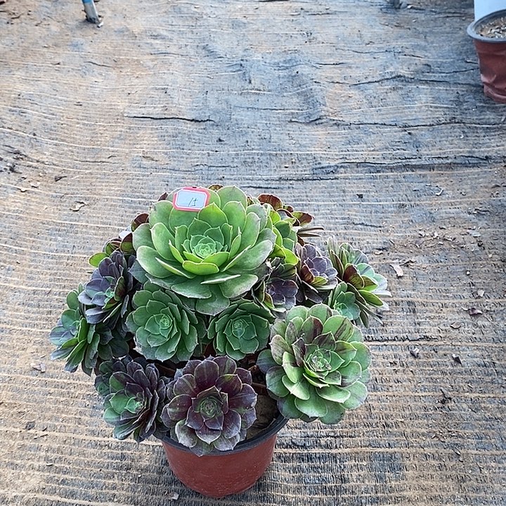 15，花月夜多肉法师