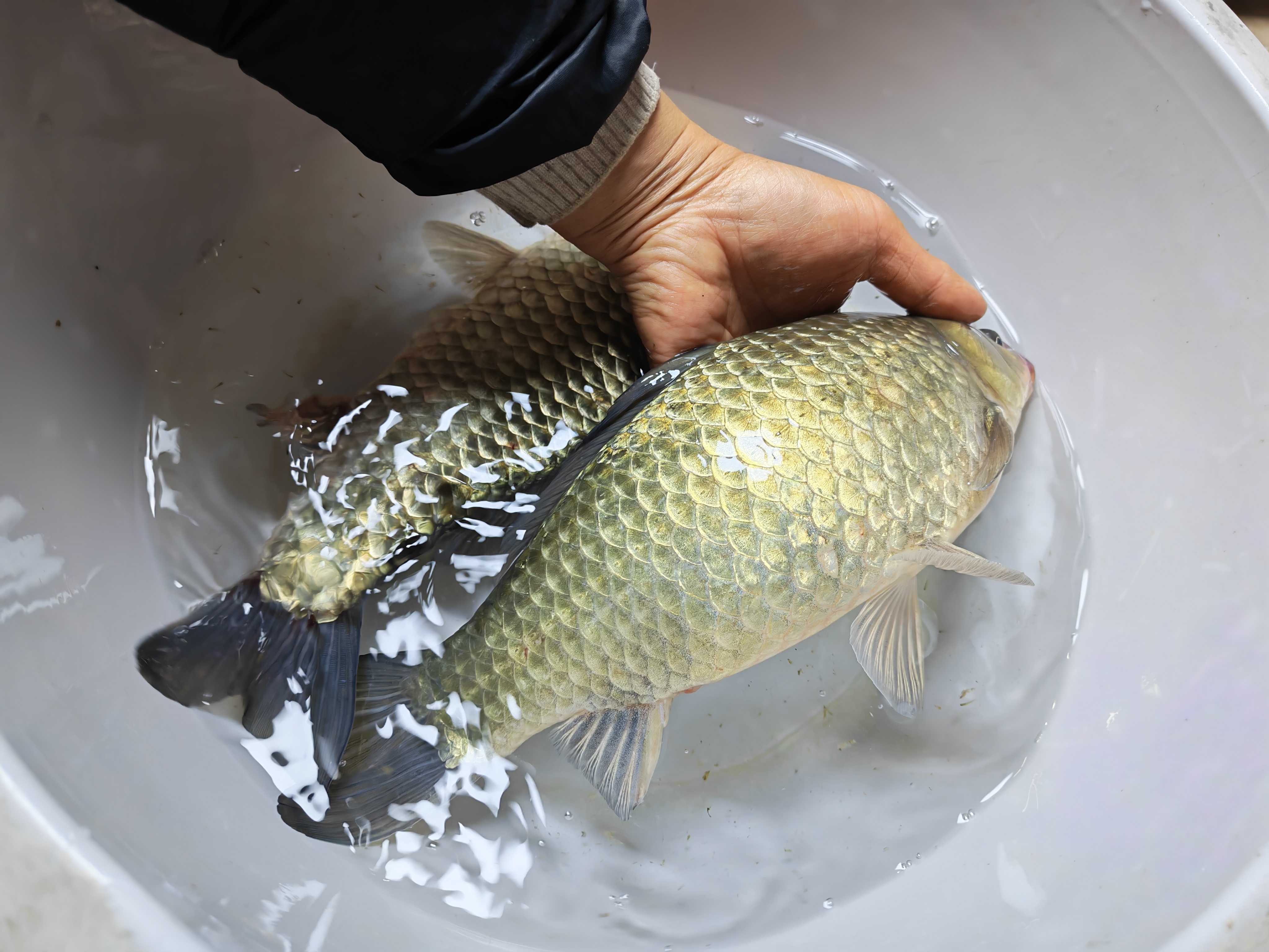 重庆鲫鱼中科3-5号 水族活鱼