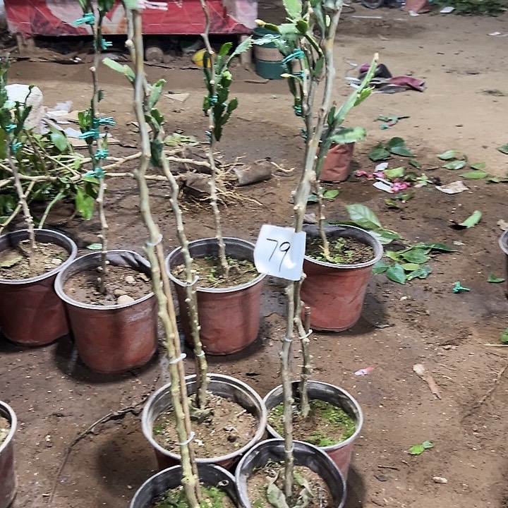 叶仙嫁接一层四颗脱盆发货无售后编号79