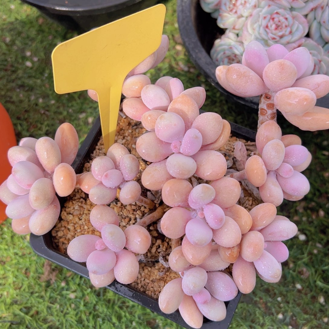 香玉的故事是一个人的故事吗