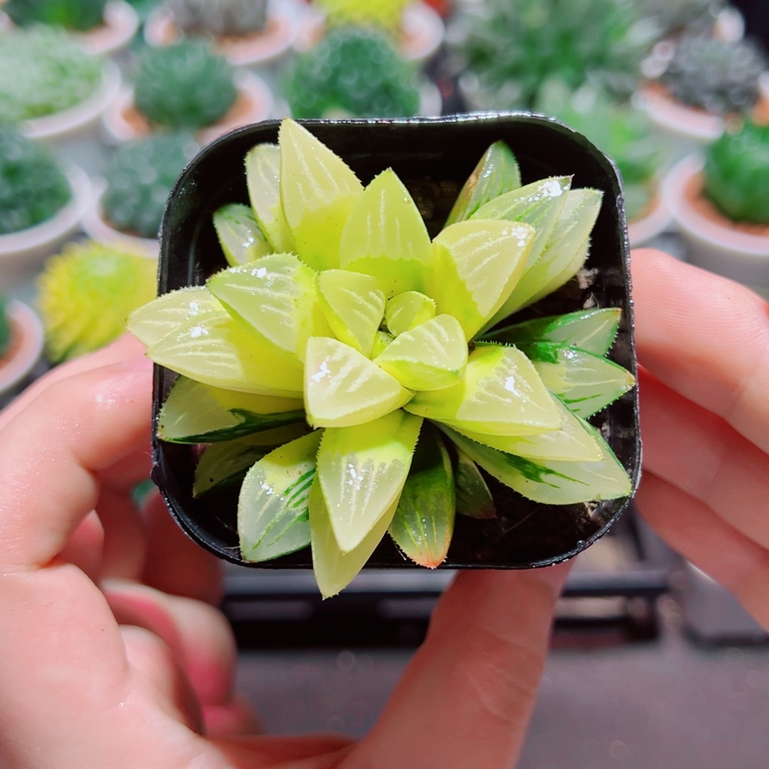 姬寿锦多肉多肉多肉