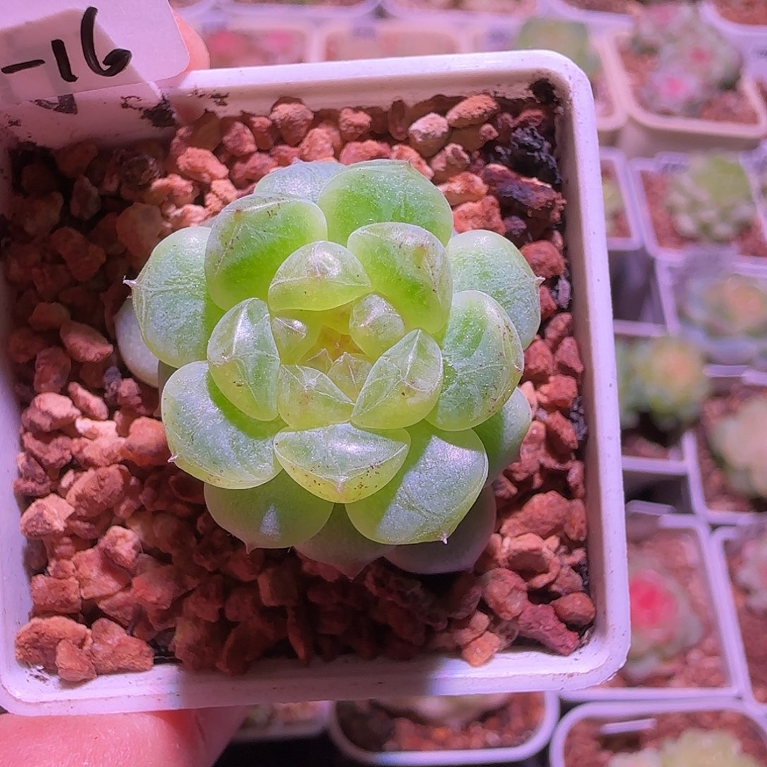 十***_24-16福利甜心竹马单头