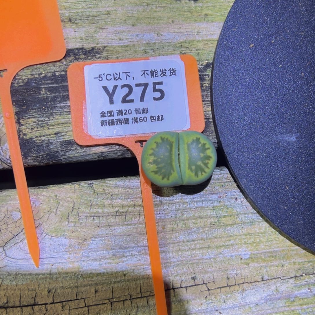 可***丽275绿菊……！！！！！！！！！