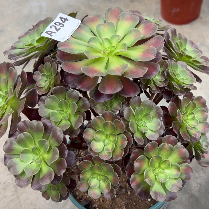 294红日30厘米左右