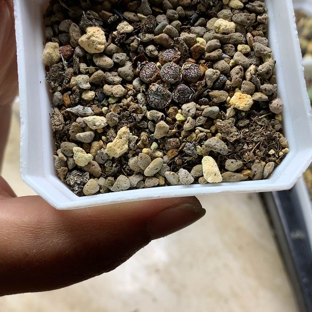 ?****字E27多肉植物保护