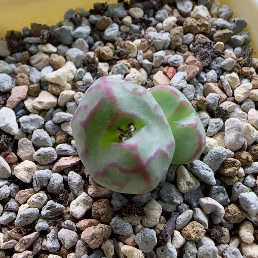 1-20-6-4当天满58包邮雷神杂多肉脱土