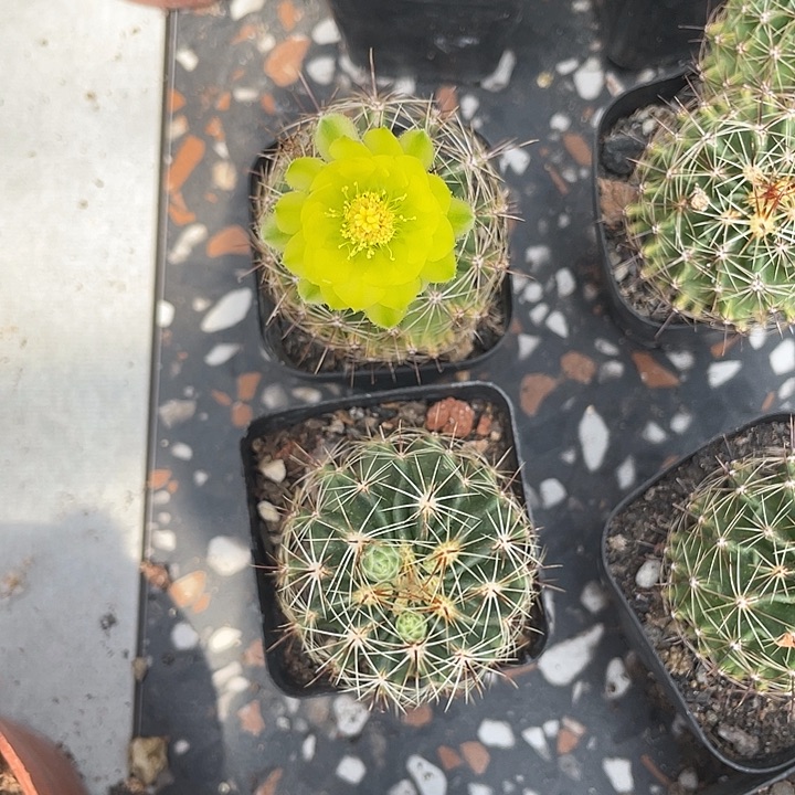 两颗龙王带盆土发货