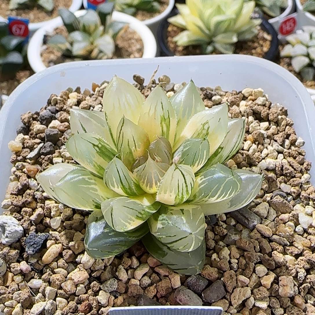 504号黑肌玉露锦 5 厘米左右一物一拍带盆土发货