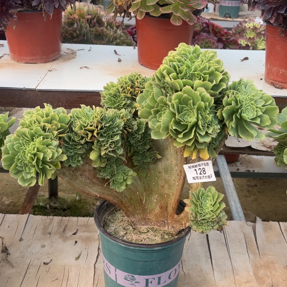 128绿羊绒缀化多肉植物法师