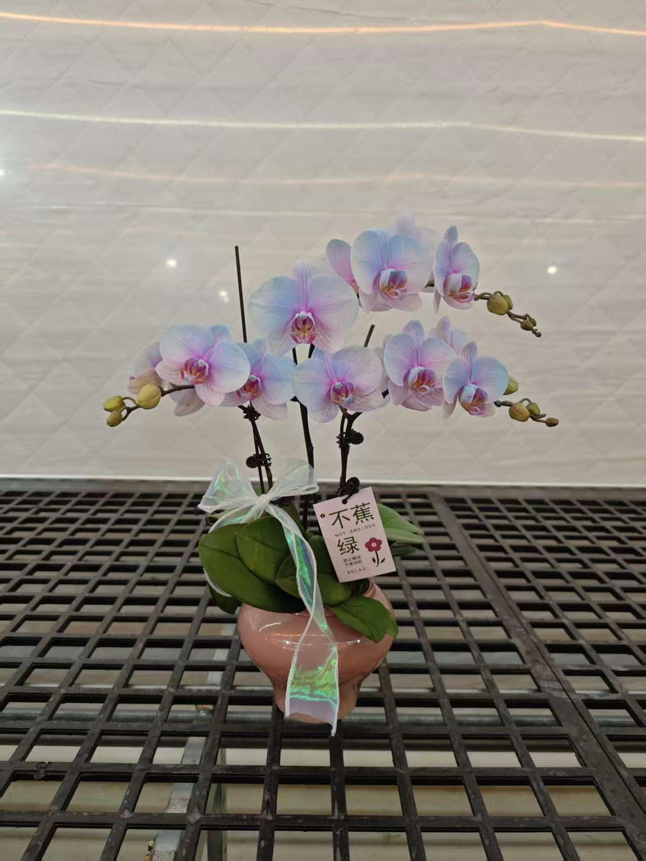 高品质蓝色蝴蝶兰【幽蓝】带花剑带花苞四季开花植物上色盆栽