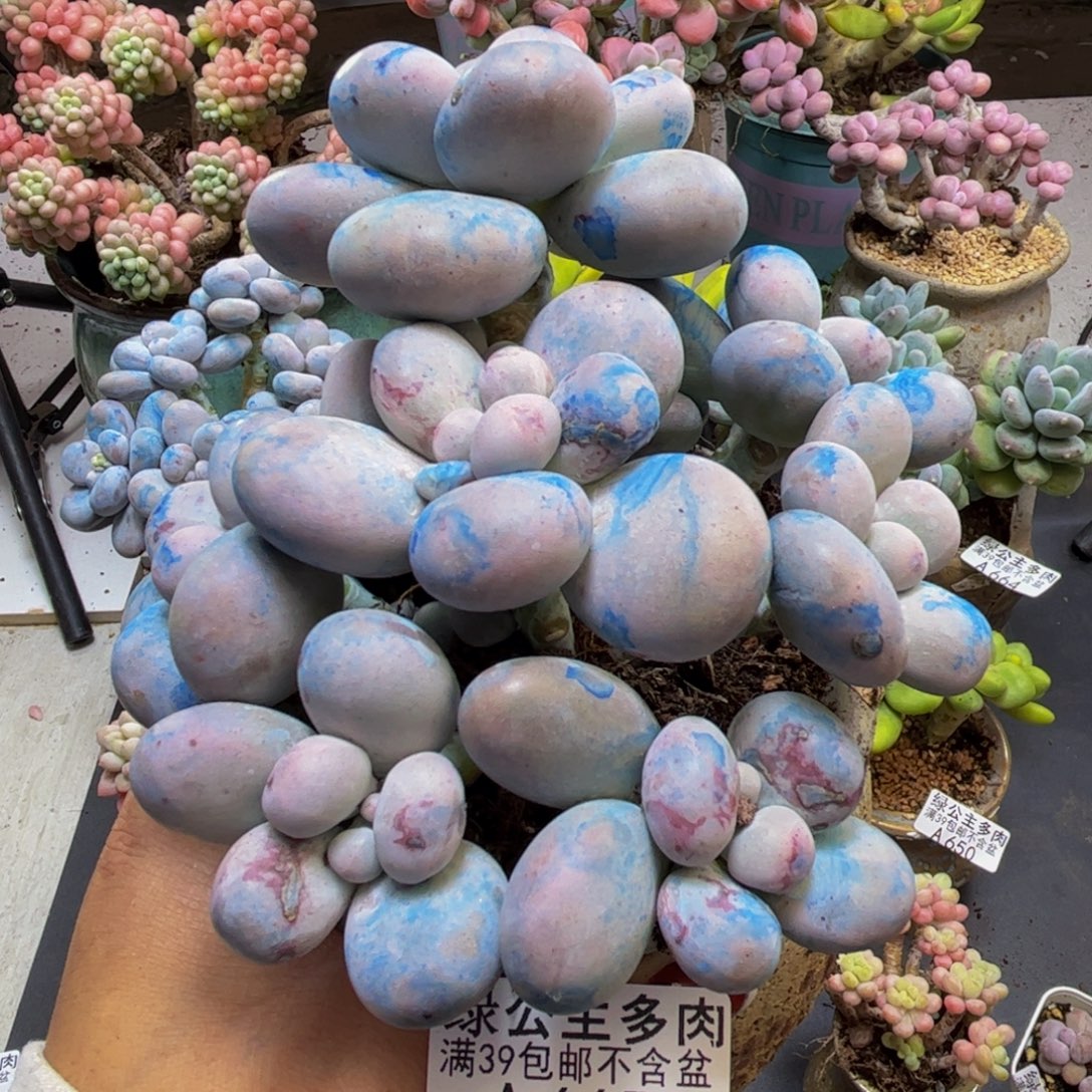芭比奶酪665/10cm多肉