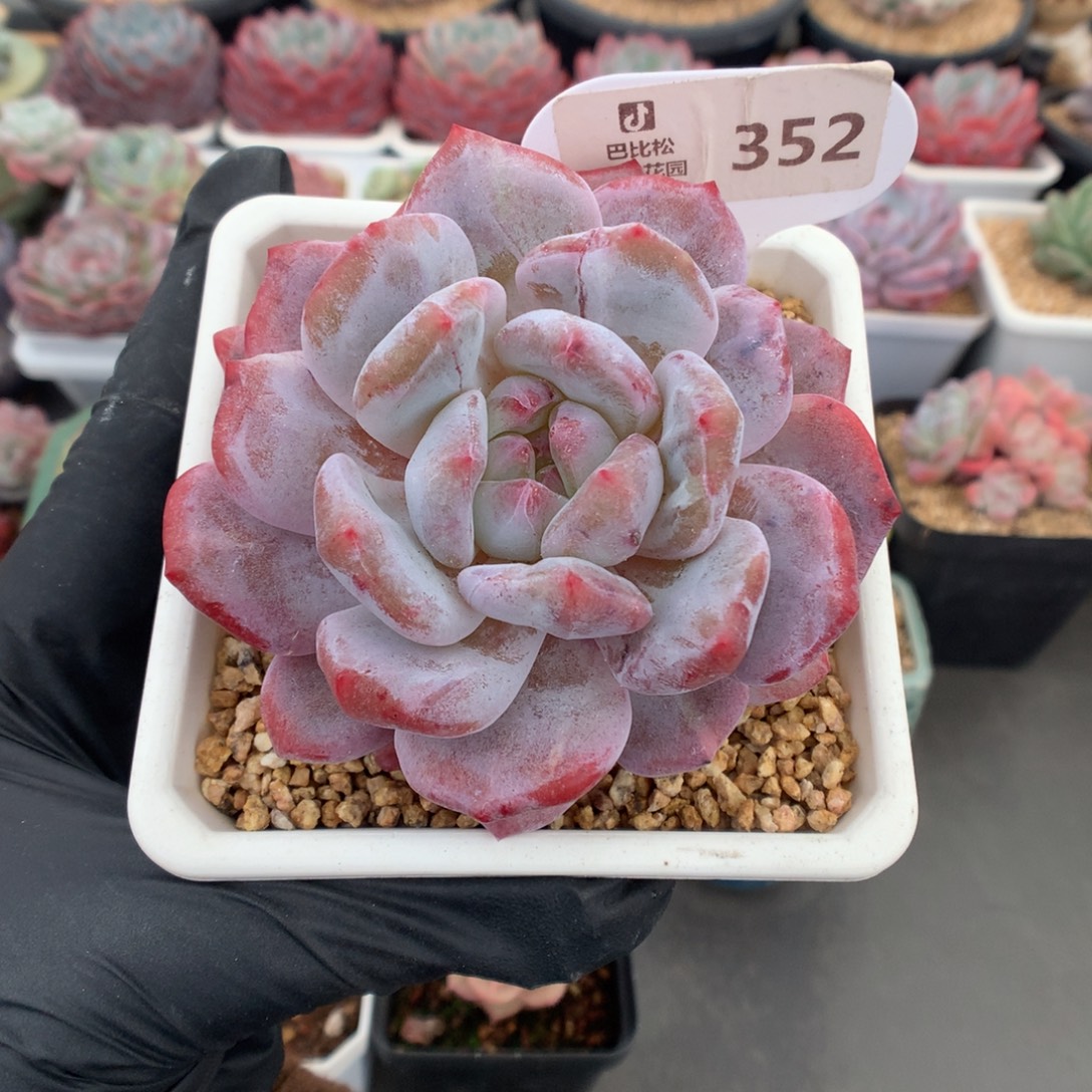 352 梦露石化多肉